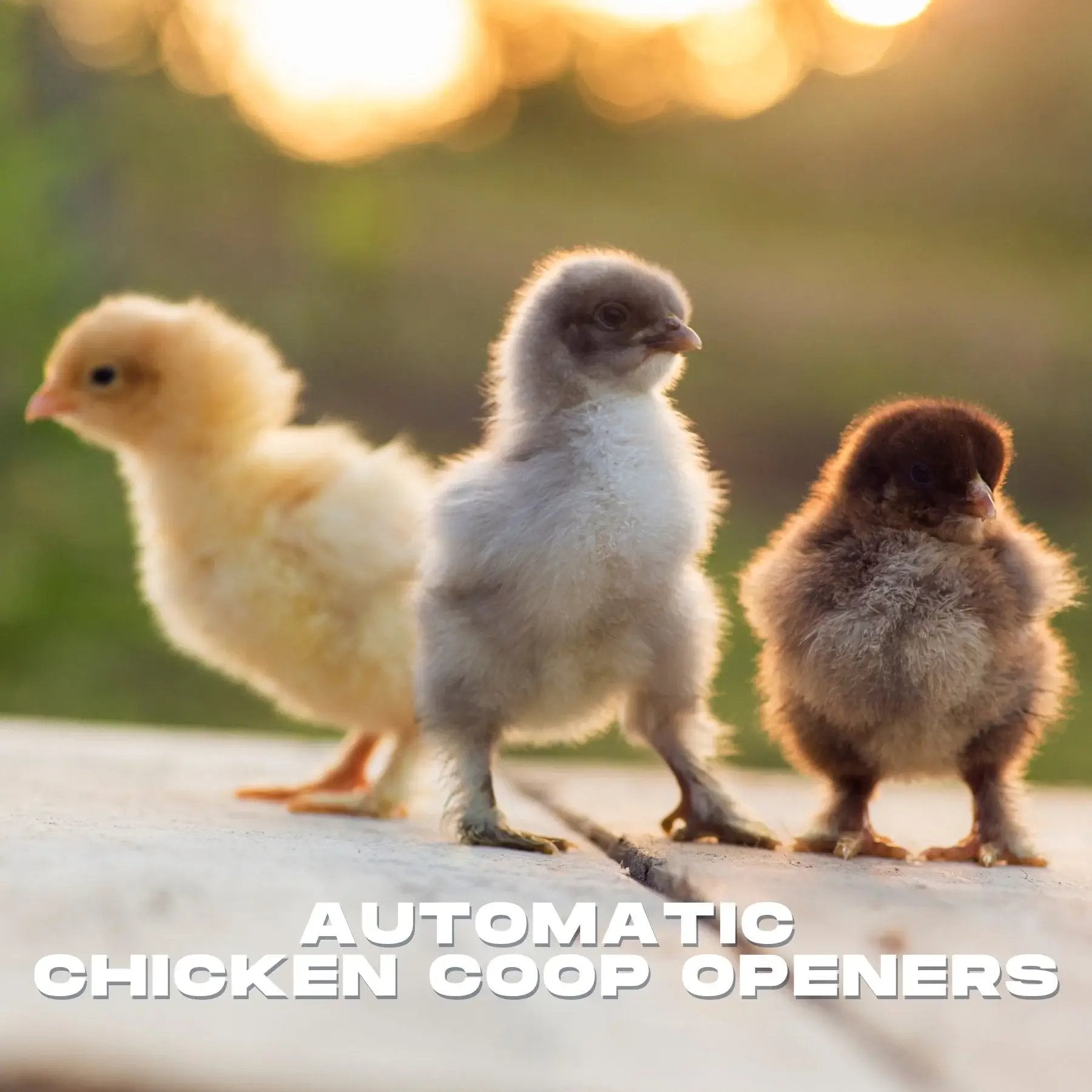 Automatic Chicken Coop door openers on Sale for chick days. Works on all coop doors 16"-30" wide. You also can use solar for a solar chicken coop door opener.